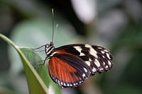 Heliconius vue latérale