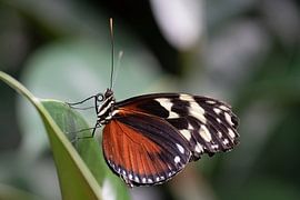 Heliconius side view by Sandra Groenescheij
