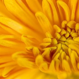 Detail shot of a Yellow coloured Chrysanthemum by ElkeS Fotografie