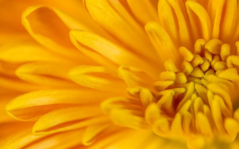 Detailaufnahme einer gelben Chrysantheme von ElkeS Fotografie