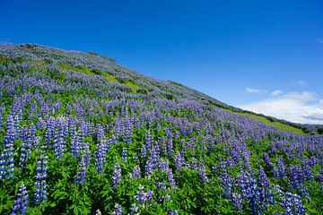 IJsland - Magisch paars lupineveld op een groene heuvel met intens blauwe lucht van adventure-photos