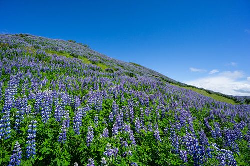 IJsland - Magisch paars lupineveld op een groene heuvel met intens blauwe lucht