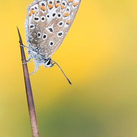 Common Blue sur Marcel van Os