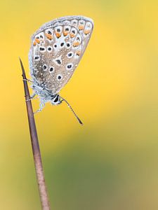 Common Blue sur Marcel van Os