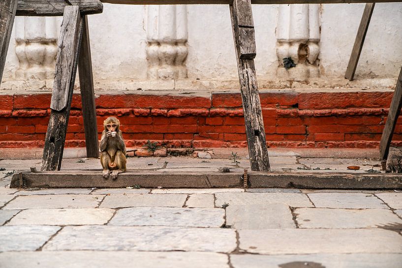 Observation des singes par Studio NOUD