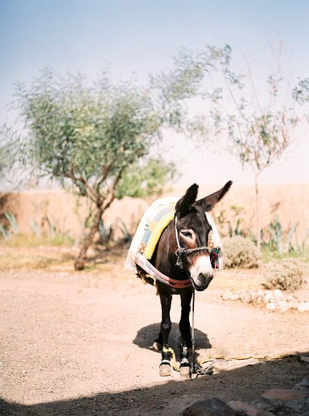 Donkey in the desert of Morocco by Raisa Zwart