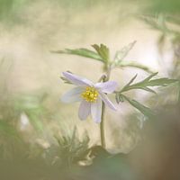 Close-up of a wood anemone