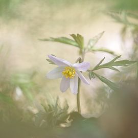 Close-up of a wood anemone