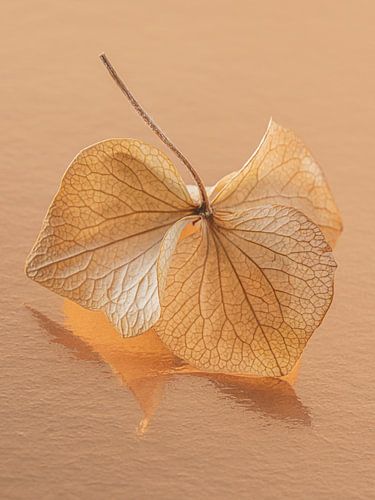Warm colours: A fragile hydrangea leaf by Marjolijn van den Berg
