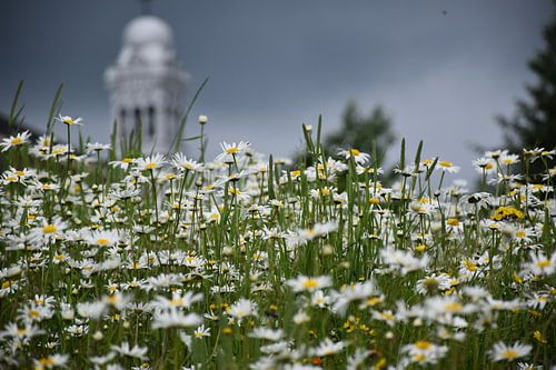 Een veld met madeliefjes in bloei
