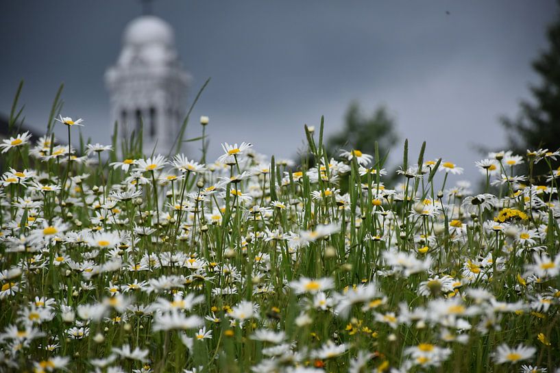 A field of daisies in bloom by Claude Laprise