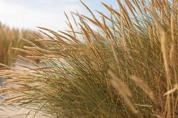Schiermonnikoog - Marram grass in bloom