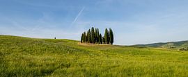 Cypresses in Tuscany by Bart Ceuppens