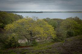 Alte Eiche mit Aussicht von Lene Shannon