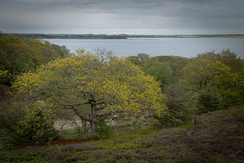 Un vieux chêne avec une belle vue