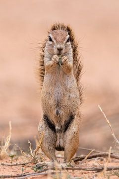 The aura - squirrel portrait by Sharing Wildlife