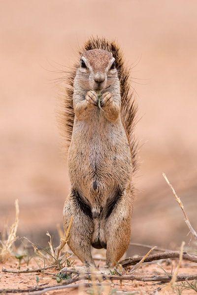Het aura - eekhoorn portret van Sharing Wildlife