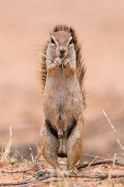 L'aura - portrait d'écureuil par Sharing Wildlife