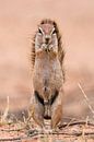 Het aura - eekhoorn portret van Sharing Wildlife thumbnail