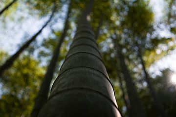 Een Bamboe in het Betoverende Bamboebos van Kyoto van Dave Denissen