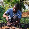 Boompjes opkweken ten behoeve van het voedselbos in Malawi van Natuurpracht   Kees Doornenbal