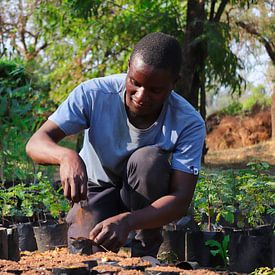 Boompjes opkweken ten behoeve van het voedselbos in Malawi van Natuurpracht   Kees Doornenbal