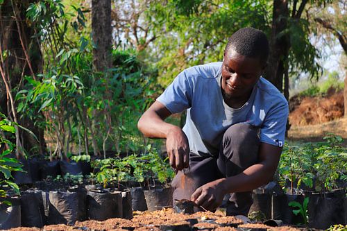 Boompjes opkweken ten behoeve van het voedselbos in Malawi van Natuurpracht   Kees Doornenbal