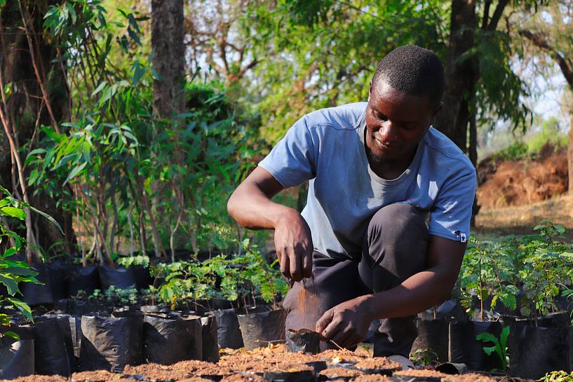 Boompjes opkweken ten behoeve van het voedselbos in Malawi van Natuurpracht   Kees Doornenbal