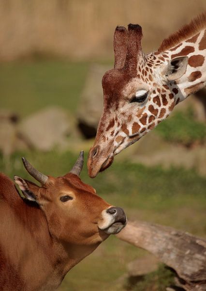 Friends by Frank Smedts