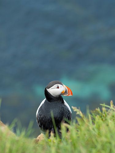 Puffin at Látrabjarg in the Westfjords of Iceland