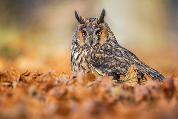 Long-eared owl in autumn leaves by Daniela Beyer