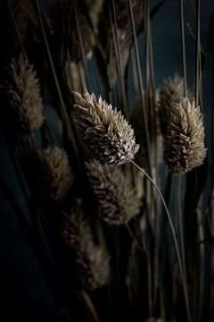 Detail still life of dried canary grass by Maaike Zaal