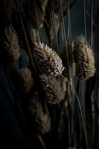 Detail still life of dried canary grass