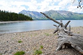 strand met oud hout by Monique ter Keurs