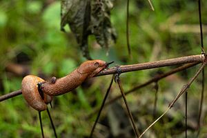 Les limaces dans la forêt de Staelduin sur Shot By DiVa