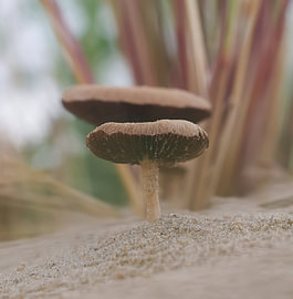 A fringed dune hat in the dunes of Schoorl by Ilse zoomt in.