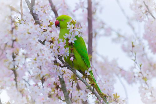Halsbandsittich in Blüte von Teus Oosterwijk