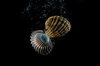 shells