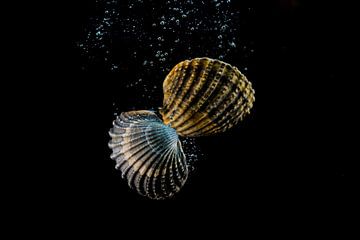 shells by Edwin Hoek