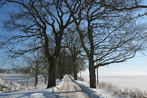 verschneite Allee im Winter bei Groß Stresow, Insel Rügen