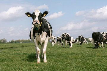 Cow mooing by Marika Huisman fotografie