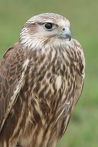 Faucon sacre (Falco cherrug)