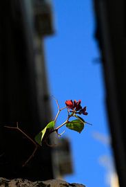 Delicate plant grows on a wall