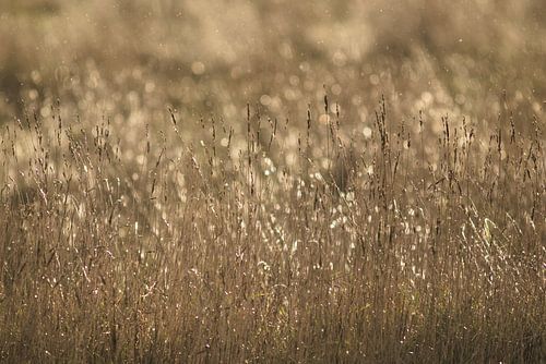 Let the lights shine