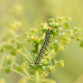 Caterpillar by Hennie Zeij