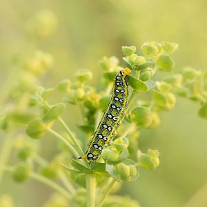 Caterpillar von Hennie Zeij