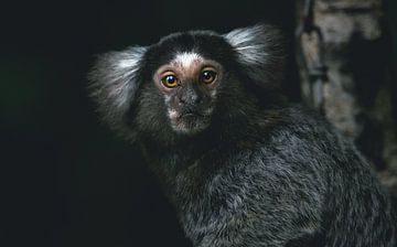 Witpootmarmoset (Callithrix jacchus) van Leny Silina Helmig