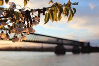 Cherry blossom on the Rhine