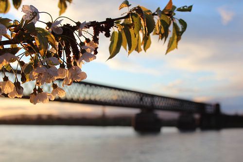 Kirschblüte am Rhein