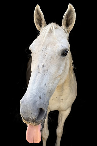 Schimmel steekt zijn tong uit – grappig paardenportret tegen een zwarte achtergrond